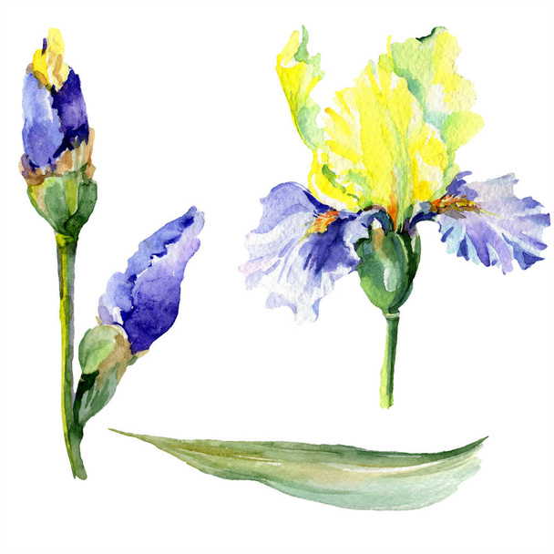 Purple yellow irises. Spring flowers isolated on white. Watercolor background illustration set. Watercolour drawing fashion aquarelle isolated. - Foto, Imagem