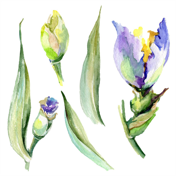 Purple yellow irises. Spring buds isolated on white. Watercolor background illustration set. Watercolour drawing fashion aquarelle isolated. - Фото, зображення