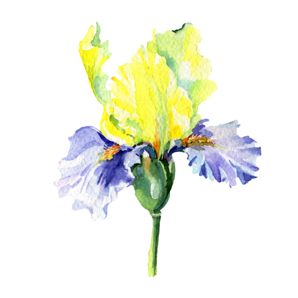 Purple yellow iris. Spring flower isolated on white. Watercolor background illustration set. Watercolour drawing fashion aquarelle isolated. - Fotoğraf, Görsel