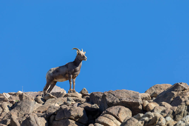 une brebis mouflon du désert dans les rochers
 - Photo, image