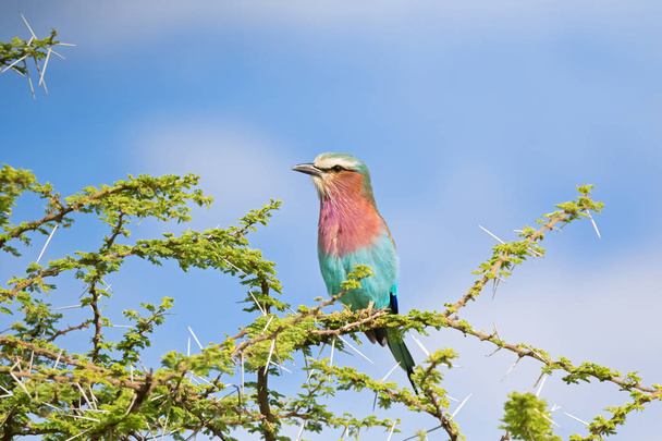 Lilac Breasted Roller bird perching on thorny branch with blue sky background at Serengeti National Park in Tanzania, East Africa - Foto, Imagem