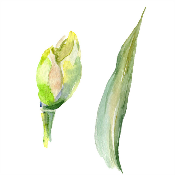 Brote de iris primaveral aislado en blanco. Conjunto de ilustración de fondo acuarela. Acuarela dibujo moda aquarelle aislado
. - Foto, Imagen