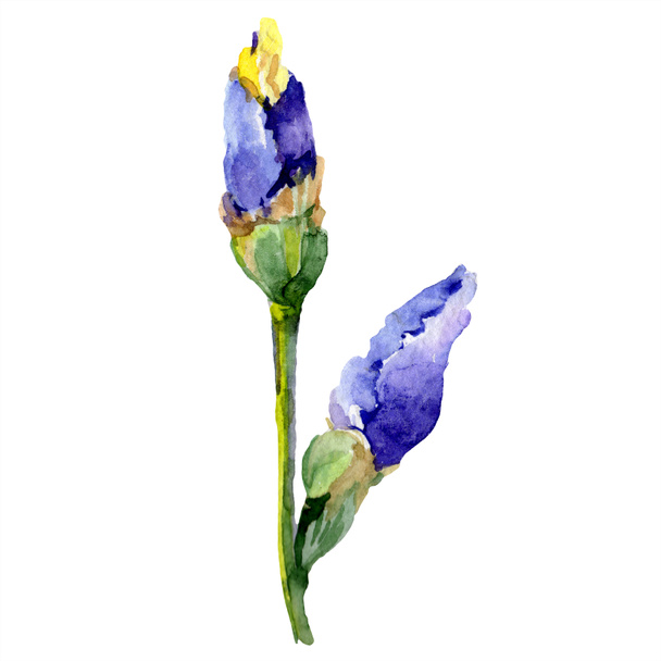Purple yellow iris. Spring flower isolated on white. Watercolor background illustration set. Watercolour drawing fashion aquarelle isolated. - Φωτογραφία, εικόνα