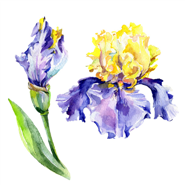 Purple yellow irises. Spring flowers isolated on white. Watercolor background illustration set. Watercolour drawing fashion aquarelle isolated. - Фото, зображення