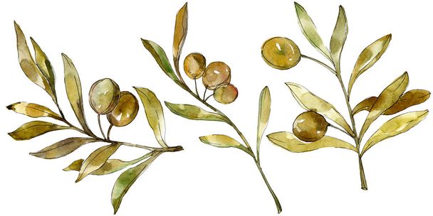 Green olives watercolor background. Watercolour drawing fashion aquarelle isolated. Isolated olives illustration element. - Photo, Image