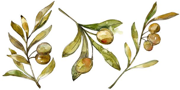 Green olives watercolor background. Watercolour drawing fashion aquarelle isolated. Isolated olives illustration element. - Photo, image