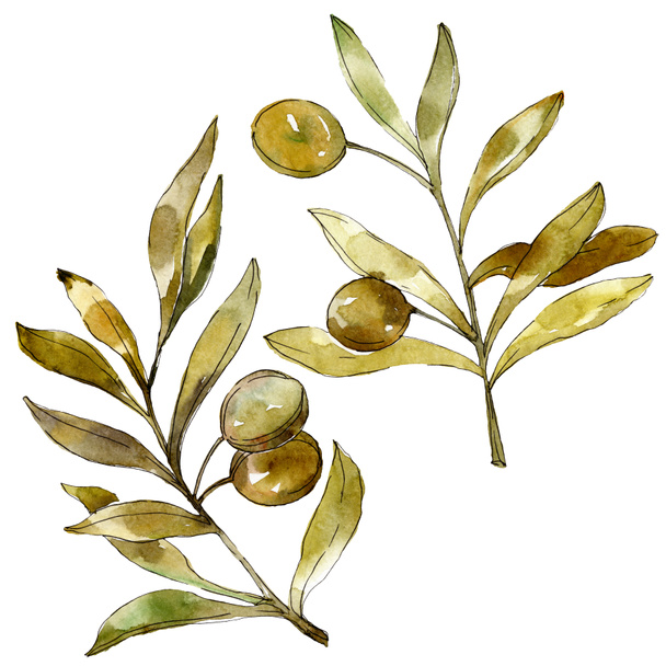 Green olives watercolor background illustration set. Watercolour drawing fashion aquarelle isolated. Isolated olives illustration element. - Zdjęcie, obraz