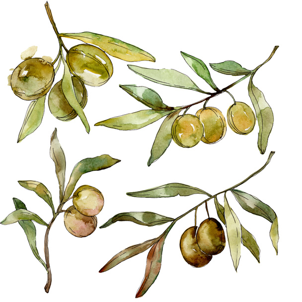Green olives watercolor background illustration set. Watercolour drawing fashion aquarelle isolated. Isolated olives illustration element. - 写真・画像