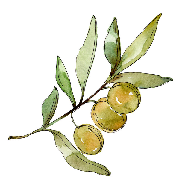 Green olives watercolor background illustration set. Watercolour drawing fashion aquarelle isolated. Isolated olives illustration element. - Фото, зображення