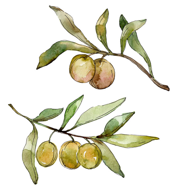 Green olives watercolor background illustration set. Watercolour drawing fashion aquarelle isolated. Isolated olives illustration element. - Fotografie, Obrázek
