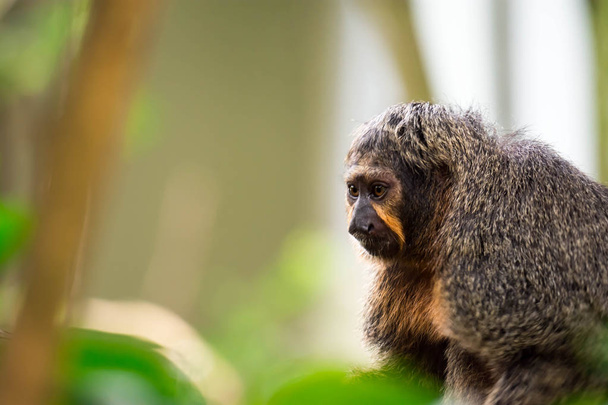 Primer plano de enfoque de la cabeza de un capuchino marrón con fondo borroso verde en un zoológico en Singapur
 - Foto, imagen
