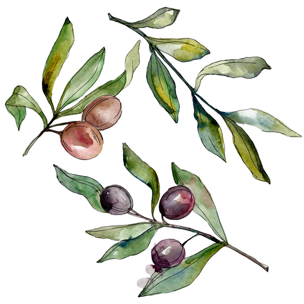 Black olives watercolor background illustration set. Watercolour drawing fashion aquarelle. Isolated olives illustration element. - Valokuva, kuva