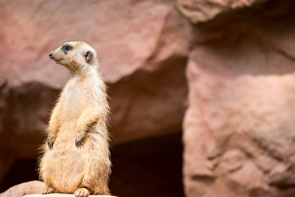 A meerkat while standing and being watchful of the environment in a zoo in singapore - Photo, Image