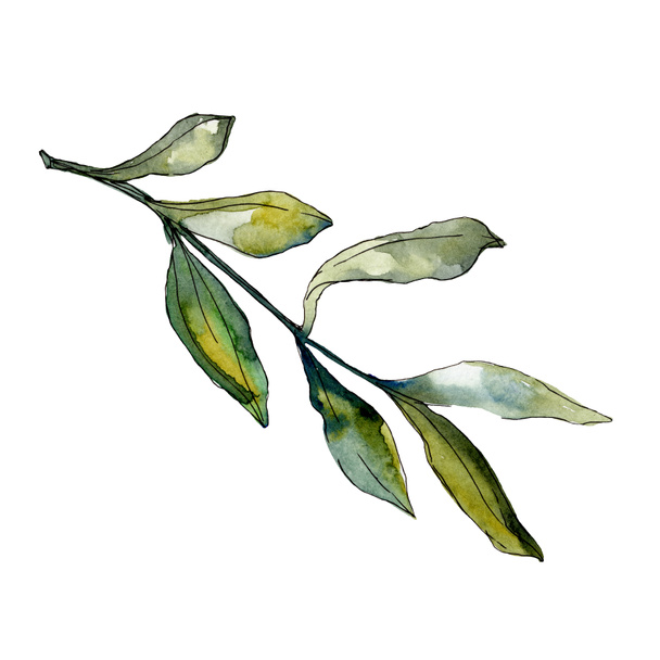 Olive leaves illustration set. Watercolour drawing fashion aquarelle.  - Photo, Image