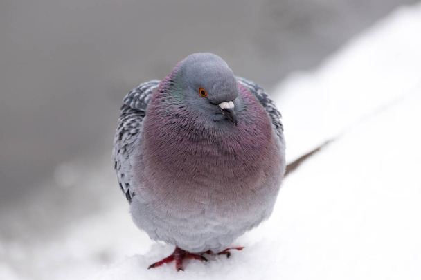 Pigeon ruflling its feathers trying to get warm in a blizzard in Sofia, Bulgaria - Photo, Image