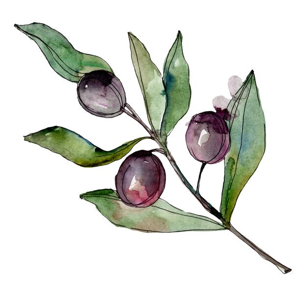 Black olives watercolor background illustration set. Watercolour drawing fashion aquarelle. Isolated olives illustration element. - Photo, Image