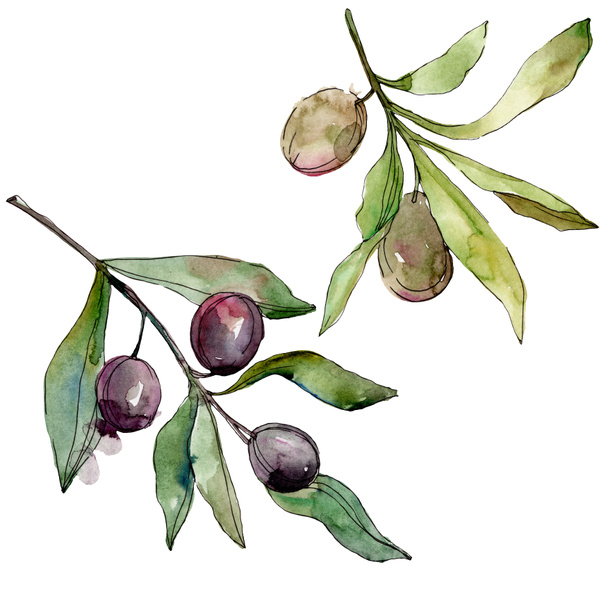 Black olives watercolor background illustration set. Watercolour drawing fashion aquarelle. Isolated olives illustration element. - Fotografie, Obrázek