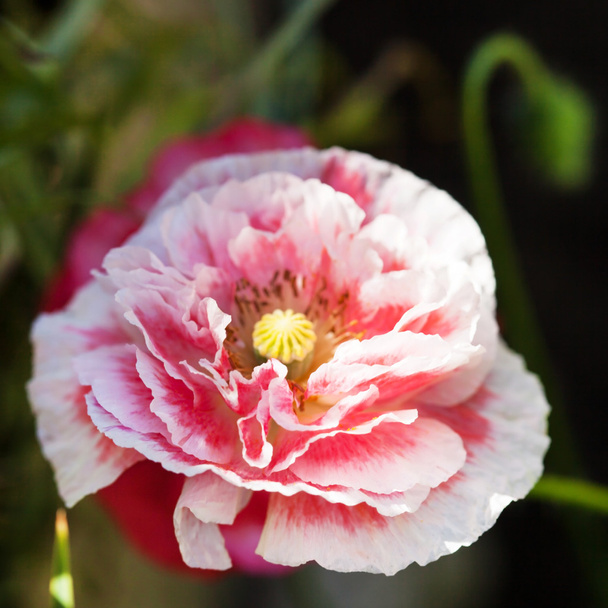 poppy flower - Valokuva, kuva