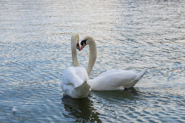 Romantic two swans on the lake - Photo, Image