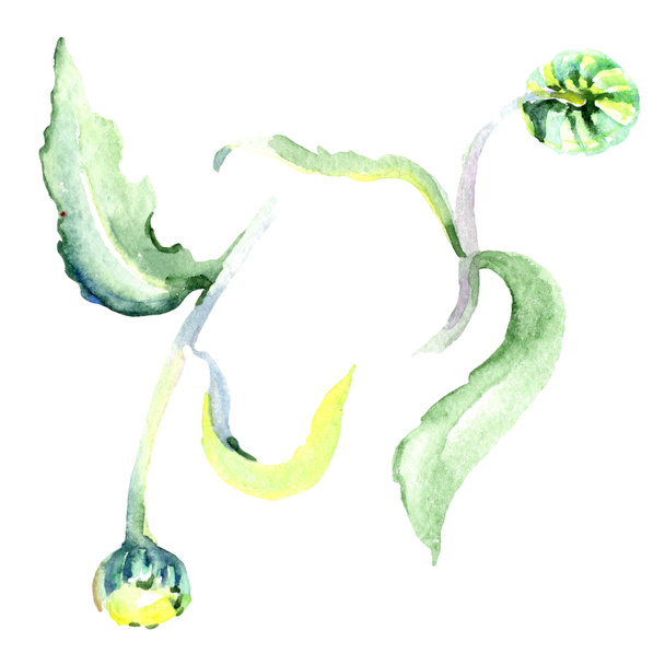 Daisy flowers. Watercolor background illustration set. Watercolour drawing fashion aquarelle isolated. Isolated daisy illustration element. - Photo, image