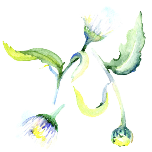 Daisy flowers. Watercolor background illustration set. Watercolour drawing fashion aquarelle isolated. Isolated daisy illustration element. - Valokuva, kuva