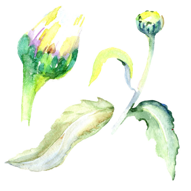 Daisy flowers. Watercolor background illustration set. Watercolour drawing fashion aquarelle isolated. Isolated daisy illustration element. - Foto, Imagen