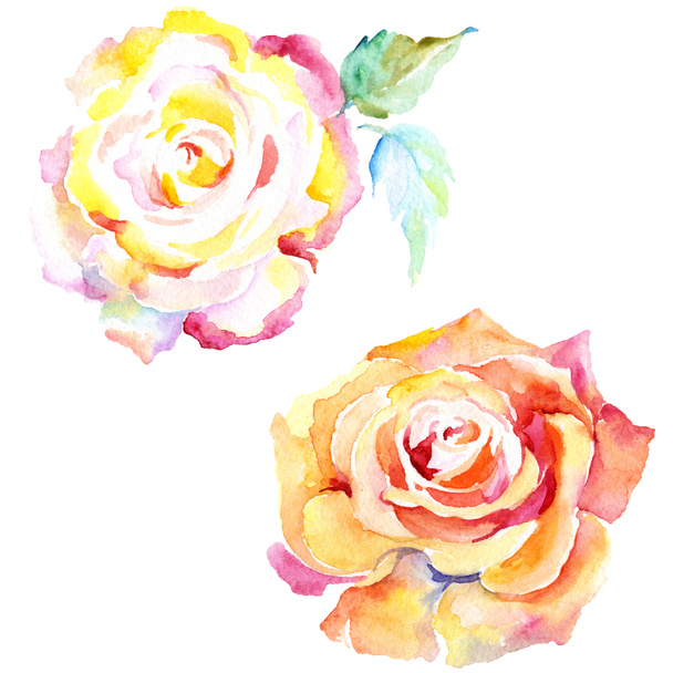 Orange rose flowers. Watercolor background illustration set. Watercolour drawing fashion aquarelle isolated. Isolated rose illustration element. - Photo, Image