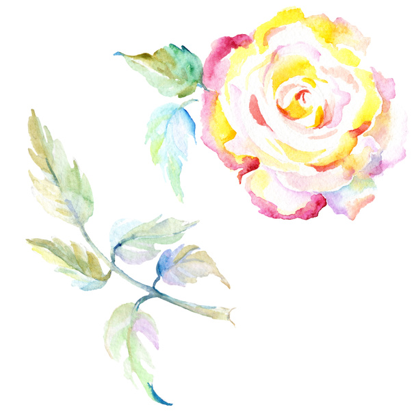Orange rose. Watercolor background illustration set. Watercolour drawing fashion aquarelle isolated. Isolated rose illustration element. - Photo, image