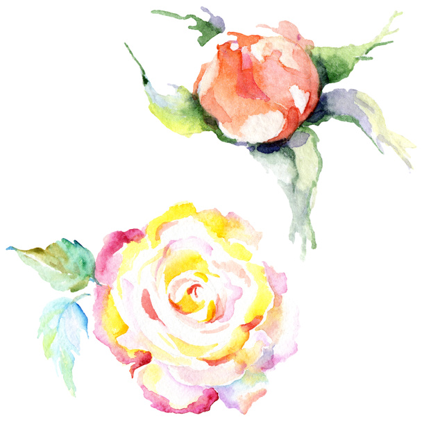 Orange rose flowers. Watercolor background illustration set. Watercolour drawing fashion aquarelle isolated. Isolated rose illustration element. - Foto, imagen