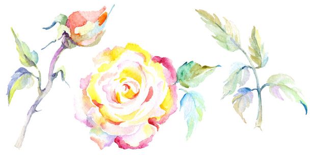 Orange rose flowers. Watercolor background illustration set. Watercolour drawing fashion aquarelle isolated. Isolated rose illustration element. - Photo, Image