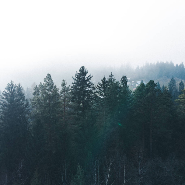 пейзажный вид на лес в тумане. копировальное пространство
 - Фото, изображение