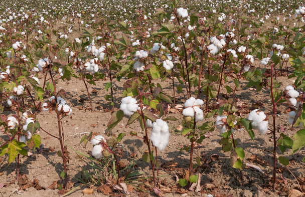 Campo de plantas de algodón mostrando las bolas blancas de algodón
 - Foto, imagen