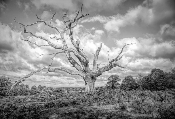 Czarno-biały obraz stoi samotny martwe drzewo na wsi. - Zdjęcie, obraz