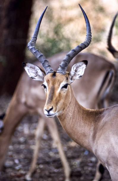african deer with horns