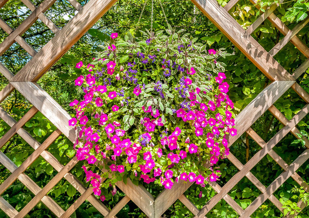 Fiori viola sullo sfondo cornice di legno, decorazione del giardino
. - Foto, immagini
