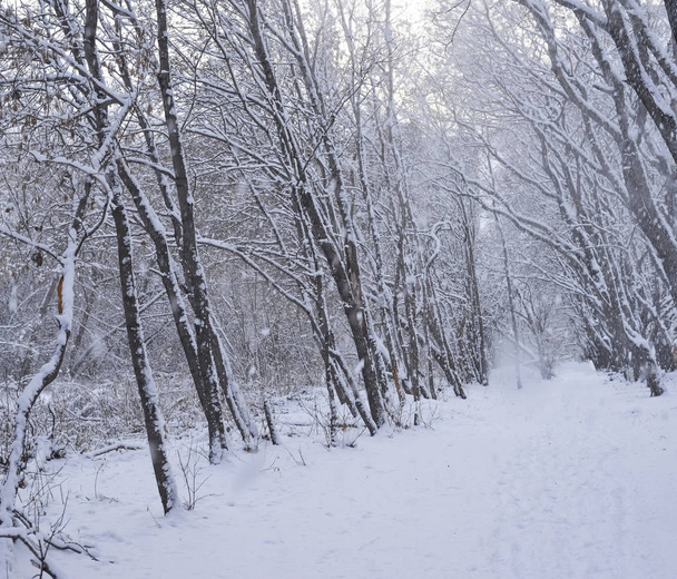 Zimowa scena. pokryte śniegiem zbiegu prostej chodnik otoczony lasem zimą w śniegu. Rosja. - Zdjęcie, obraz