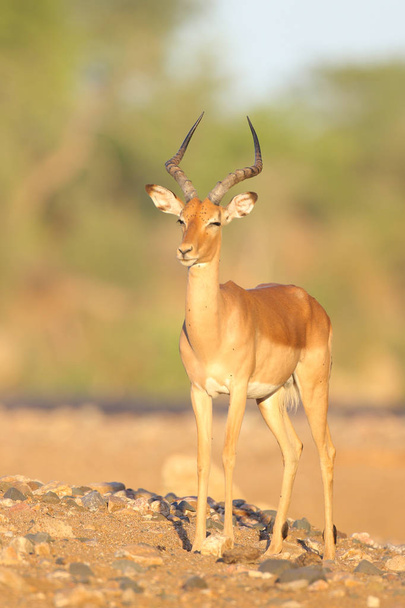 Portrait de l'impala mignon dans l'habitat naturel
 - Photo, image