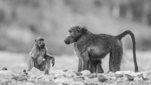Monos en hábitat natural - Foto, imagen