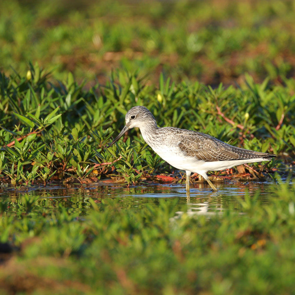 浅い川の水、南アフリカ共和国で食べ物を探してタカブシギ鳥. - 写真・画像