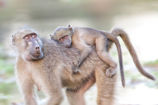 Madre mono con bebé de vuelta en hábitat natural
 - Foto, Imagen