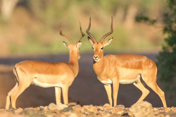 Impalas mignons dans l'habitat naturel
 - Photo, image