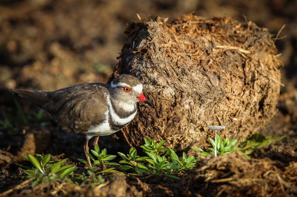 Threebanded plover in natural habitat - Photo, Image