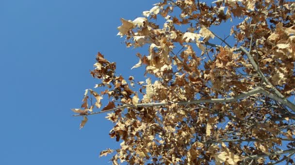 golden oak branch dry leaves move wind background blue sky - Footage, Video