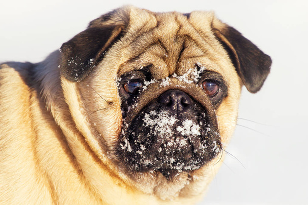 Portret twarz Mops pies w śniegu. - Zdjęcie, obraz