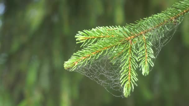 Větev borovice s pavučinami - Záběry, video