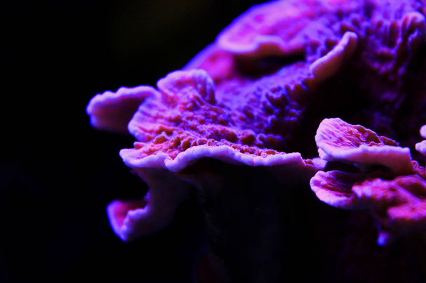 Montipora doces Cap Coral, - (Montipora capricornis)  - Foto, Imagem