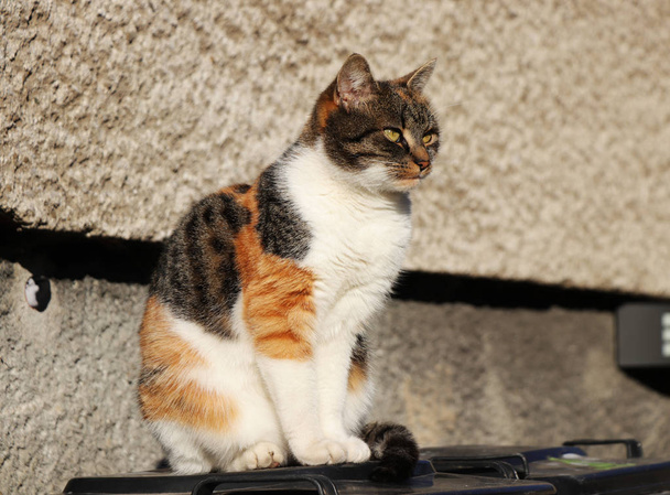 Kotimainen kissa, Felis Silvestris Catus, istuu muoviastiassa katselemassa puutarhaa. Hän myös poseeraa minua. Hän on hyvin leikkisä kissanpentu
. - Valokuva, kuva