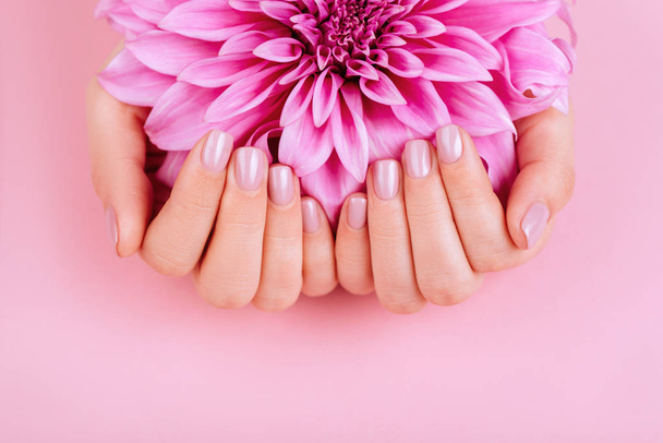 Woman cupped hands with pink manicure holding a flowers on pink background - Foto, Imagem