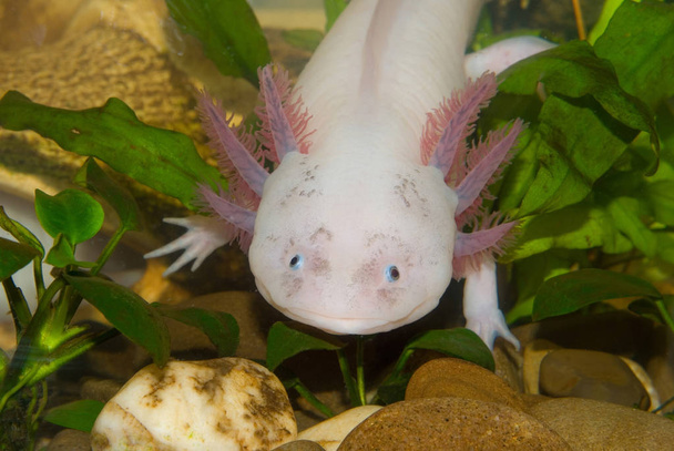Podvodní Axolotl mexický portrét zblízka v akváriu. Mexická chodící ryby. Ambystoma mexicanum. - Fotografie, Obrázek