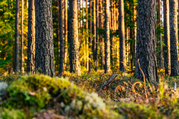 Klidný a slunečný letní den v lese, slunce svítí skrz stromy vegetace a flóry Woods, podkladový materiál - Fotografie, Obrázek